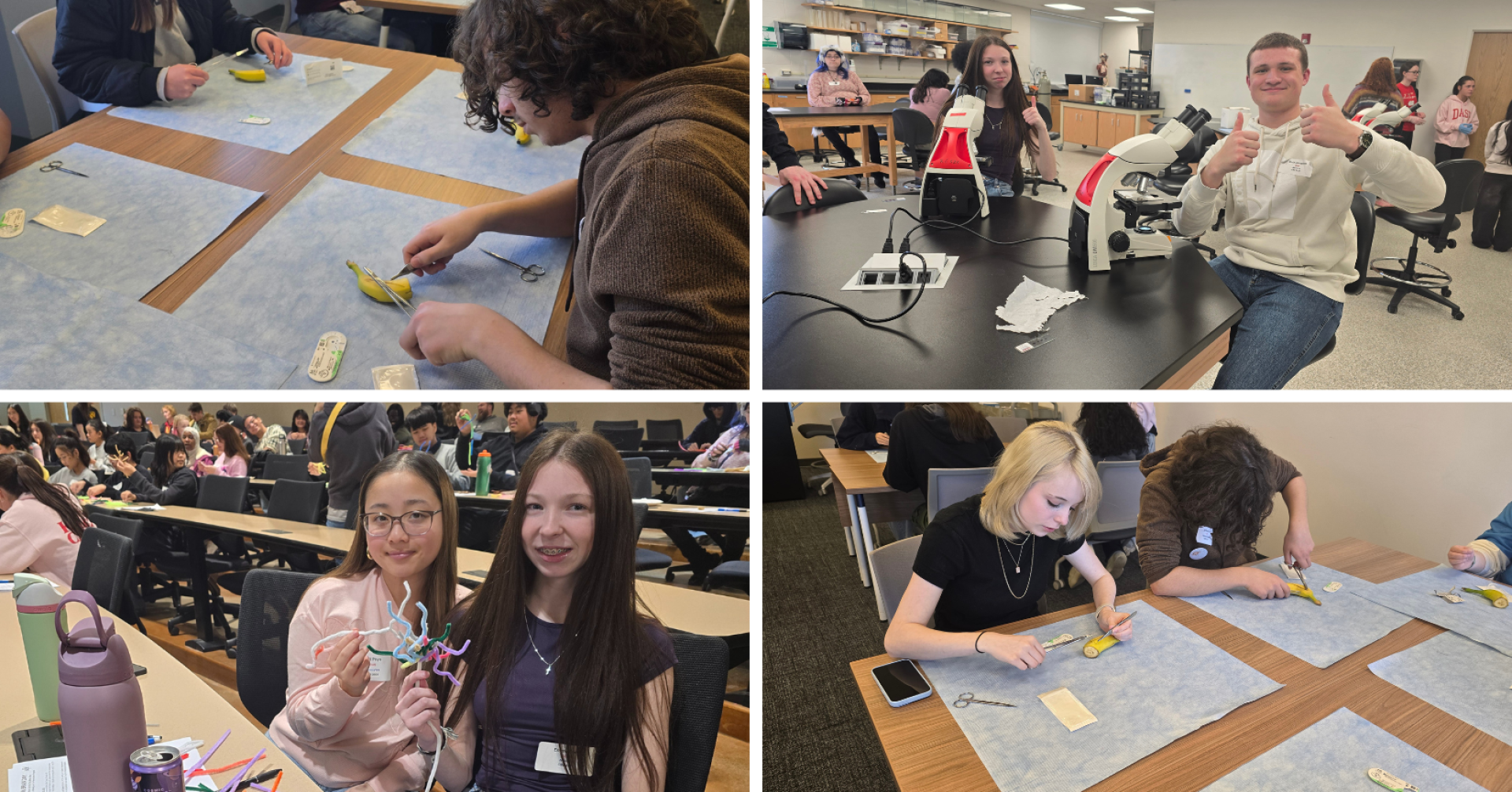 A collage of four images showing students participating in Brain Day, including practicing suture techniques on bananas, looking into microscopes, and creating neurons with pipe cleaners.